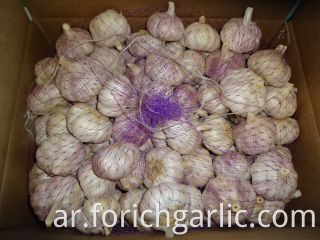 Fresh Jinxiang Normal White Garlic 2019